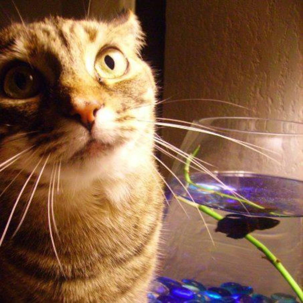 Meet your Posher, Nicole nicfit